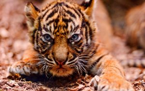 26-02-17-baby-tiger-wallpapers2447