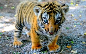 26-02-17-baby-tiger-wallpapers2448