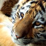 26-02-17-baby-tiger-wallpapers2453