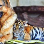 26-02-17-baby-tiger-wallpapers2456