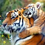 26-02-17-baby-tiger-wallpapers2457