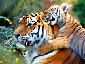 26-02-17-baby-tiger-wallpapers2457