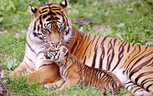 26-02-17-baby-tiger-wallpapers2483