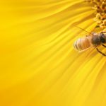 26-02-17-bee-on-sunflower11443