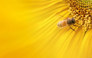 26-02-17-bee-on-sunflower11443