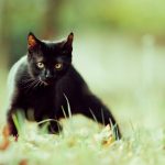 26-02-17-black-cat-wallpaper10055