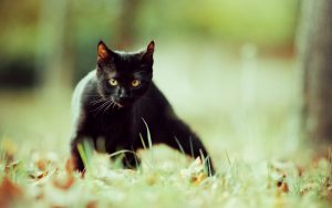 26-02-17-black-cat-wallpaper10055