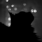 26-02-17-black-cat-wallpaper10056