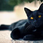 26-02-17-black-cat-wallpaper12057