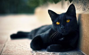 26-02-17-black-cat-wallpaper12057