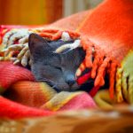 26-02-17-cat-sleep-blanket11638