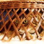 26-02-17-cute-cat-basket13724