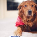 26-02-17-dog-red-scarf11840