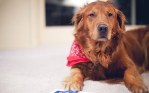 26-02-17-dog-red-scarf11840