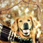 26-02-17-dog-scarf-autumn-nature18473