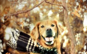 26-02-17-dog-scarf-autumn-nature18473