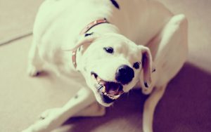 26-02-17-dog-white15038