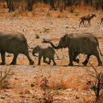 26-02-17-elephant-family-hd11427