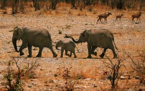 26-02-17-elephant-family-hd11427