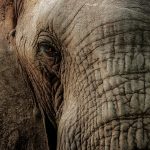 26-02-17-elephant16199