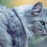 26-02-17-fantastic-cat-close-up-wallpaper5325