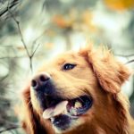 26-02-17-golden-retriever-dog-autumn-photo10927