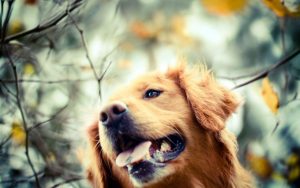 26-02-17-golden-retriever-dog-autumn-photo10927