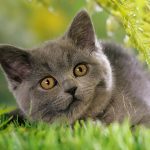 26-02-17-grey-cat-images11174