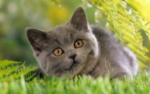 26-02-17-grey-cat-images11174