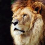 26-02-17-king-lion11873-