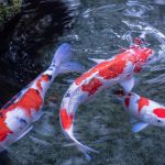 26-02-17-koi-fish-pictures12484