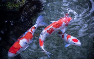 26-02-17-koi-fish-pictures12484