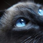 26-02-17-light-blue-eye-cat16900