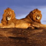 26-02-17-lion11246-