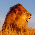 26-02-17-lion18445-