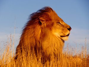 26-02-17-lion18445-