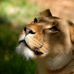 26-02-17-lioness-wallpap-er-hd9555