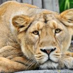 26-02-17-lioness-wallpap-er9556