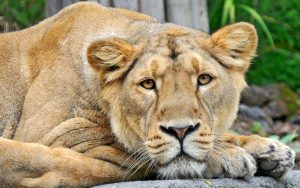 26-02-17-lioness-wallpap-er9556