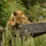 26-02-17-lioness-wallpap-er9557