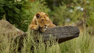 26-02-17-lioness-wallpap-er9557