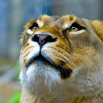 26-02-17-lioness11139-