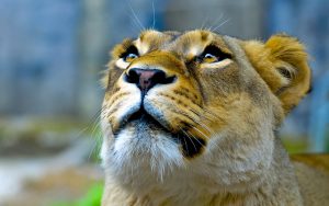 26-02-17-lioness11139-