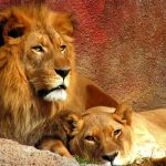 26-02-17-lions-pair10486-