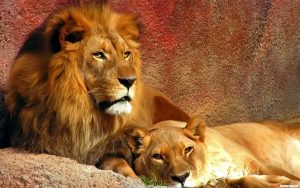 26-02-17-lions-pair10486-