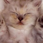 26-02-17-sleep-cat-wallpaper18579