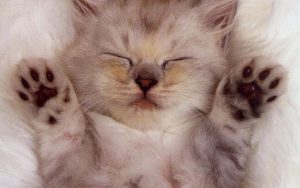 26-02-17-sleep-cat-wallpaper18579