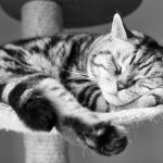 26-02-17-sleeping-cat-wallpaper-751515765