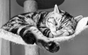 26-02-17-sleeping-cat-wallpaper-751515765