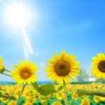 26-02-17-sunflower-wallpapers1808